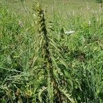 Pedicularis foliosa Elinympäristö