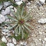 Carduus carlinoides Blatt