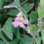 Oxalis latifolia 花