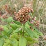 Pluchea camphorata Flower