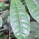 Acridocarpus longifolius Leaf
