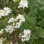 Stevia ovata Fleur