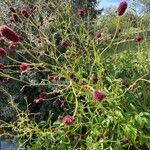 Sanguisorba officinalisCvet