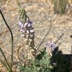 Lupinus formosus Flor