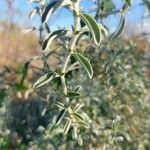 Mercurialis tomentosa Leaf