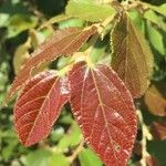 Grewia monticola Leaf