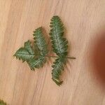 Pteris quadriaurita 葉