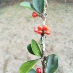 Emmenosperma pancherianum Fruit