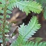 Selaginella sulcata Other