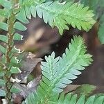 Selaginella sulcata