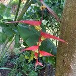 Heliconia collinsiana Flor
