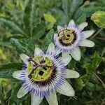 Passiflora caerulea 花
