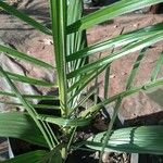 Phoenix reclinata Leaf