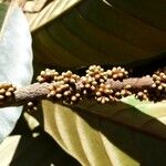 Pycnandra sarlinii Fruit