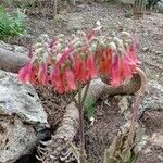 Kalanchoe delagoensis Flor