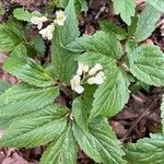 Cardamine enneaphyllos Flower