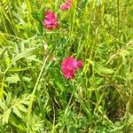 Lathyrus tuberosus Кветка