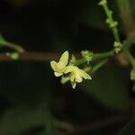 Trichilia pallida Flower