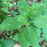 Circaea canadensis Feuille