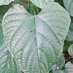 Clerodendrum paniculatum Hoja