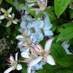 Clematis montana Flower