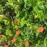 Lysimachia arvensis Blatt