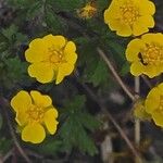 Potentilla heptaphylla