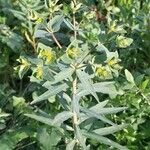 Euphorbia terracina Flower