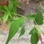 Jasminum beesianum Blad