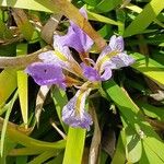 Iris lazica Flower