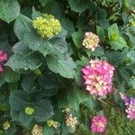 Hydrangea macrophyllaÇiçek