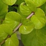 Lysimachia nummularia Bark