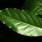 Morisonia polyantha Φύλλο