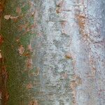 Bursera simaruba പുറംതൊലി