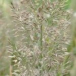 Calamagrostis arundinacea 花