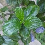 Ceanothus arboreus Folha