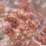 Hypericum hirsutum Mbuma