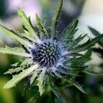 Eryngium alpinum برگ