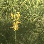 Crotalaria spectabilis Bloem