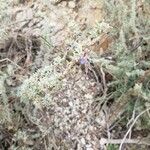 Rosmarinus tomentosus Flower