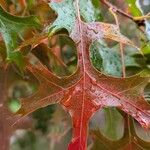 Quercus coccinea पत्ता