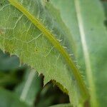 Lactuca serriola Leaf