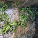 Asplenium marinum Habit