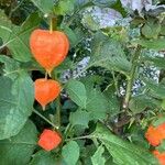 Physalis alkekengi Fruchs