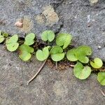 Dichondra carolinensis Feuille