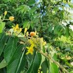 Grewia trichocarpa Flower