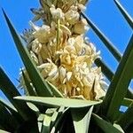 Yucca schidigera Floare