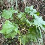 Malva arborea Hoja