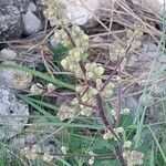 Inula spiraeifolia Floare
