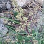 Inula spiraeifolia Flor